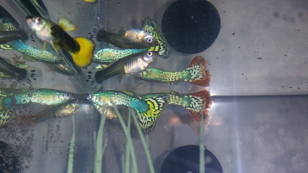 water changes for unfiltered tank Tropical Fish Keeping